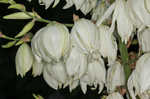 Weak-leaf yucca